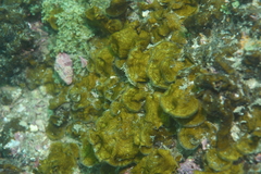 Lobophora variegata