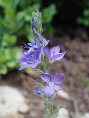 Veronica orsiniana