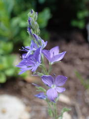Veronica orsiniana