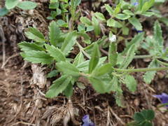 Veronica orsiniana