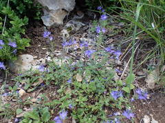 Veronica orsiniana