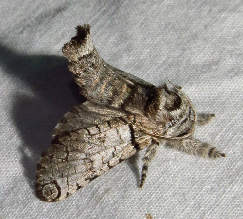 Black-lined Carpenterworm Moth photo 4