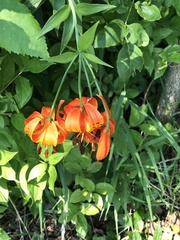Lilium michiganense