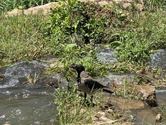 Corvus cornix