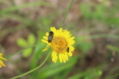 Acmaeodera degener