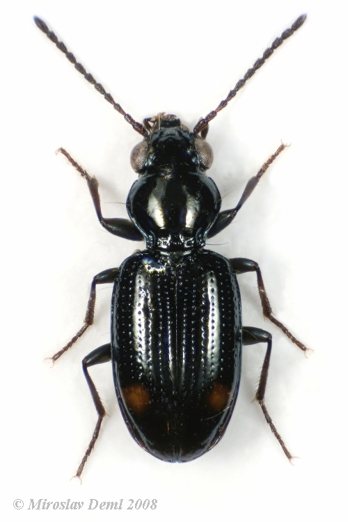 Bembidion azurescens