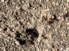 Pogonomyrmex occidentalis
