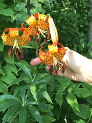 Lilium michiganense