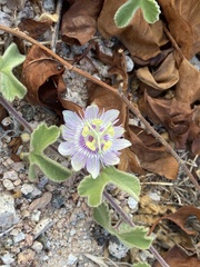 Passiflora pentaschista