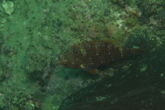 Pteragogus enneacanthus