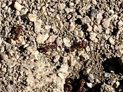 Pogonomyrmex occidentalis