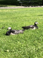 Branta leucopsis
