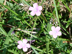 Linum viscosum