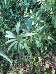 Lilium michiganense