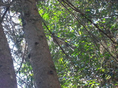 Aphelocoma ultramarina