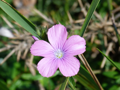 Linum viscosum