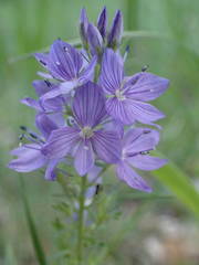 Veronica orsiniana