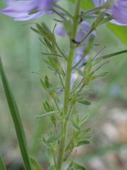 Veronica orsiniana