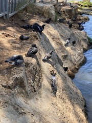 Columba livia domestica