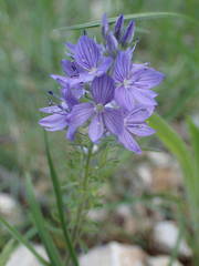 Veronica orsiniana