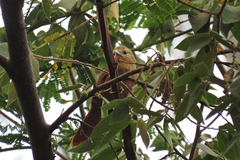 Thripophaga fusciceps