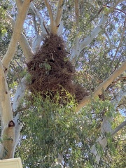 Myiopsitta monachus