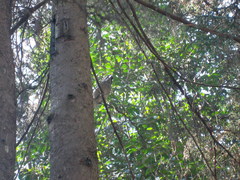 Aphelocoma ultramarina