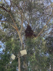 Myiopsitta monachus
