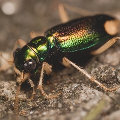 Tetracha carolina
