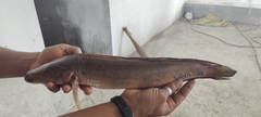 Channa pseudomarulius