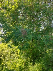 Sorbus aucuparia