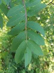 Sorbus aucuparia