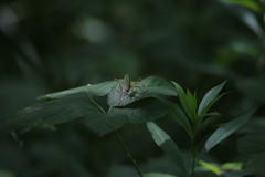 Barbitistes constrictus