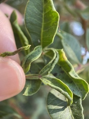 Aceria stefanii