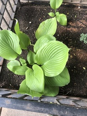 Hosta