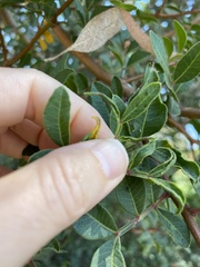 Aceria stefanii