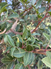 Aceria stefanii