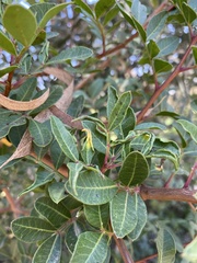 Aceria stefanii