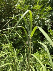 Phragmites australis