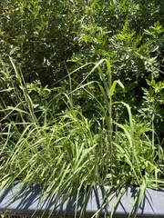 Phragmites australis