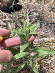 Erigeron subtrinervis