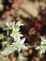 Arenaria aggregata