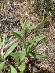 Erigeron subtrinervis