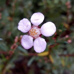 Euryomyrtus ramosissima ramosissima