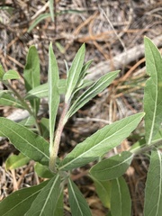 Erigeron subtrinervis