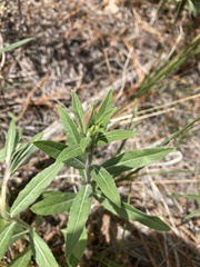 Erigeron subtrinervis