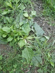 Plantago major