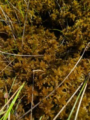 Sphagnum majus