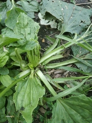Plantago major