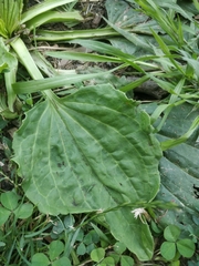 Plantago major